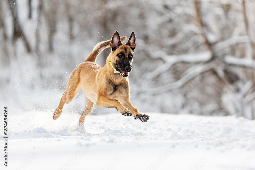 Fototapeta premium Energetic Belgian Malinois running and playing in deep winter snow. Active working dog showing agility, drive and power outdoors. Perfect K9 themes, dog sport, training, winter lifestyle pet content