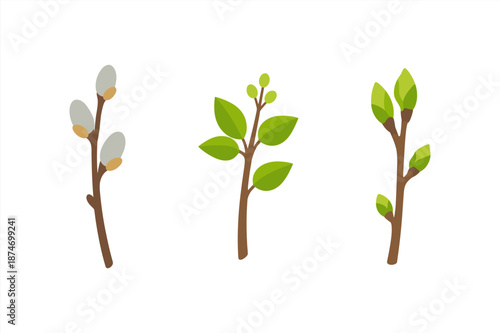 Illustration of three stages of plant growth with buds and leaves