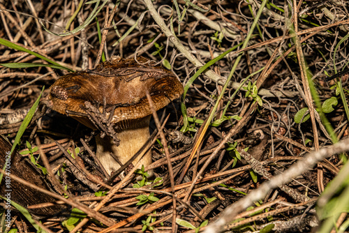 Un hongo todo pasado por recibir tanta lluvia