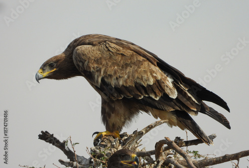 Canvas-taulu Steppe eagle bird in stealth hunting stance posture