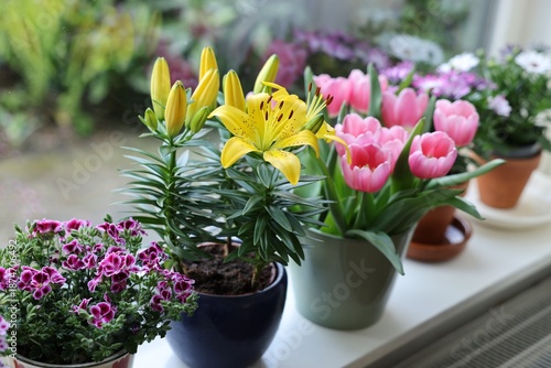 Wallpaper Mural Many beautiful blooming potted plants on windowsill indoors Torontodigital.ca