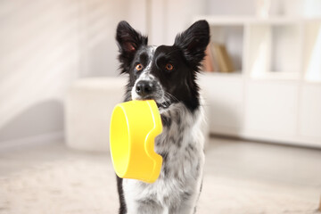 Cute Border Collie dog with feeding bowl indoors, closeup