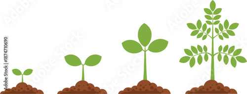 Plant growth stages vector illustration showing seedling development from soil for agriculture, gardening, life cycle, nature conservation, and environmental education projects.
