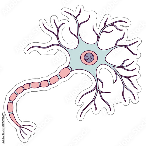Biological neuron cell with soma axon dendrites, neuroscience educational illustration
