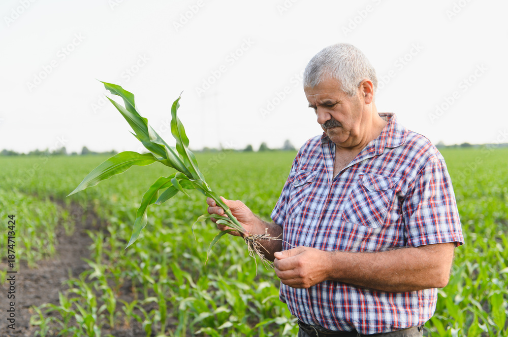Obraz premium Senior farmer examining corn plant in cultivated field