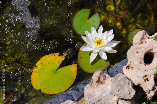 Close View of White Water Lily Surrounded by Lily Pads