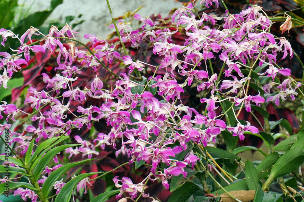 Fototapeta premium Arrangements of light purple orchids bloom gracefully of green leaves and natural light.