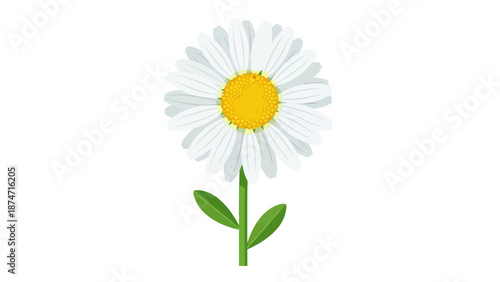 Wallpaper Mural A white daisy with a yellow center and green leaves on a white background Torontodigital.ca