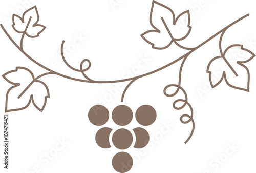 Simple grape vine with leaves and fruit cluster illustration. Harvest and vineyard concept vector graphic for wine label, logo design