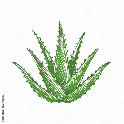 Artistic representation of a fresh aloe vera succulent, illustrating its beneficial properties for skin care, health, and wellness in a decorative hand-drawn style