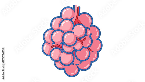 Alveoli Illustration: Human Lung Anatomy