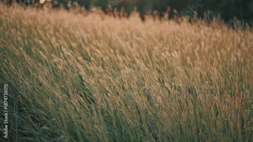 Cinematic Tall Grass Swaying in Warm Golden Hour Light with Shallow Depth of Field