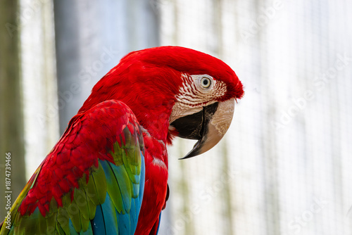 Portrait of a Scarlet Macaw