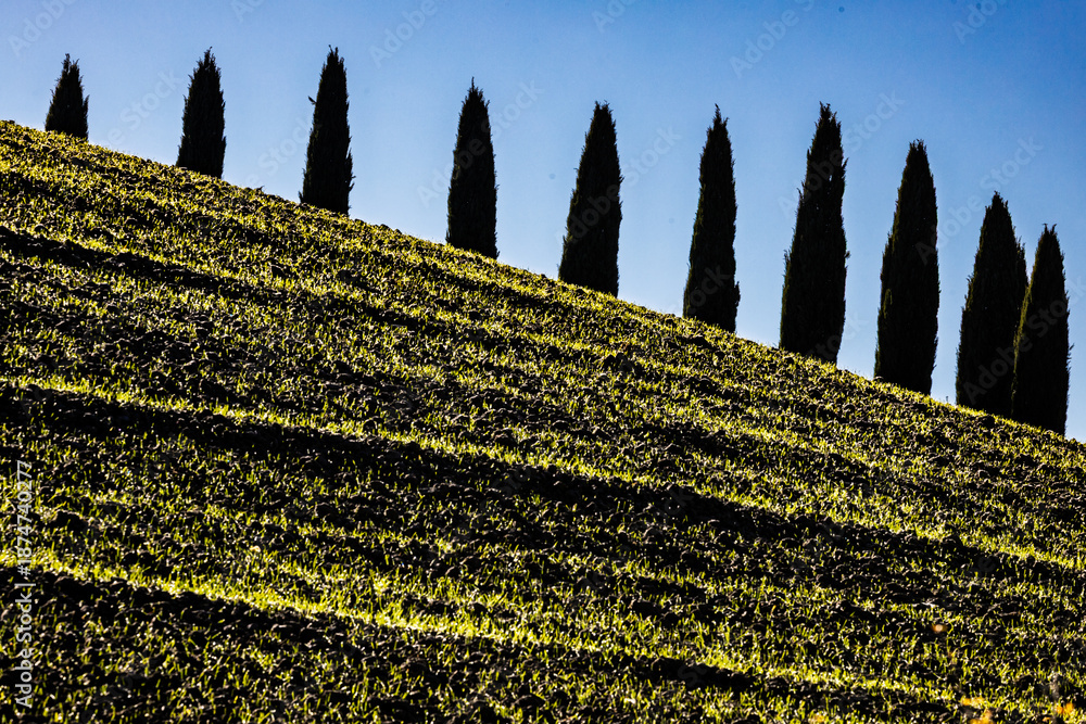 Fototapeta premium A row of silhouetted cypress trees stands atop a terraced agricultural hillside under a clear blue sky in the iconic Tuscany countryside.
