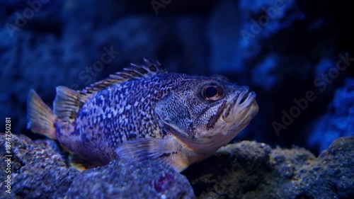 A cinematic close-up shot of a textured Rockfish resting motionless on the rocky bottom of a marine aquarium.