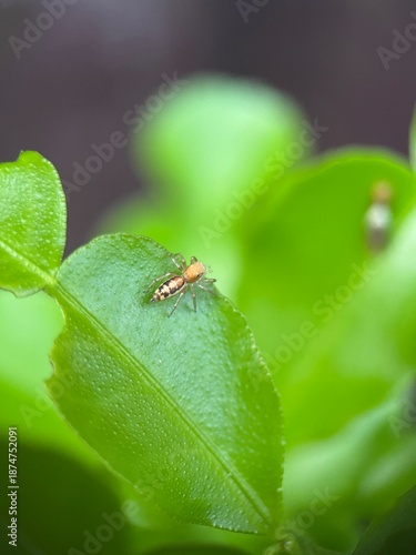 close up of small spider on green leaf