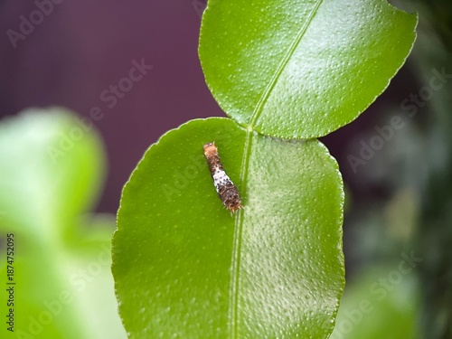 close up of caterpillar on green leaf