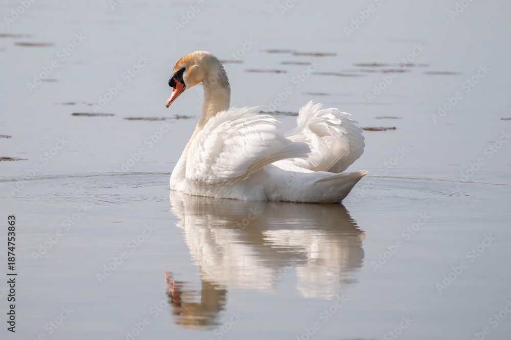 Fototapeta premium Mute Swan Cygnus Olor Water Bird Reflection