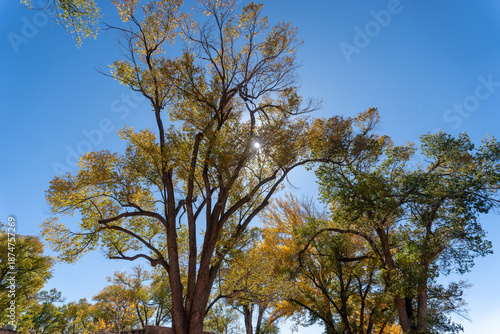 Hubbell Trading Post National Historic Site in Arizona. Autumn foliage of cottonwood trees. 