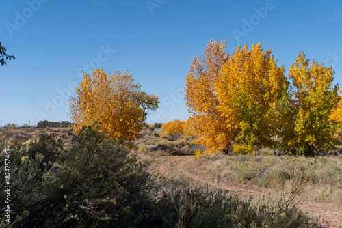 Hubbell Trading Post National Historic Site in Arizona. Autumn foliage of cottonwood trees. 
