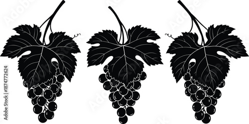 Grapevine bunches vector illustration, black silhouette design of ripe grapes with leaves, detailed vineyard fruit drawing for wine, harvest, and agriculture theme