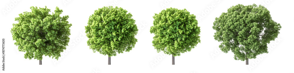 Fototapeta premium Collection of four vibrant green trees with dense foliage, ideal for landscaping and environmental themes