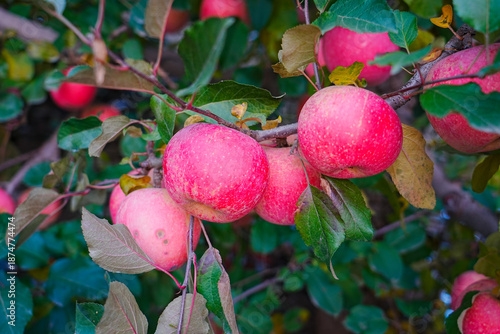 Close up of a red apple