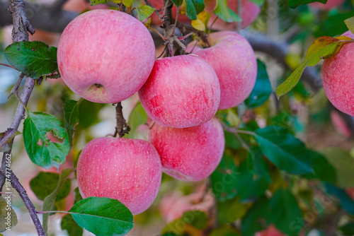 Close up of a red apple