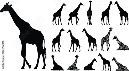 “Collection of elegant giraffe silhouettes in various standing and sitting poses, detailed African wildlife vector illustration set ideal for nature, safari and zoology themes”