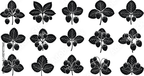 “Detailed botanical strawberry plant silhouette collection featuring ripe berries and textured leaves, elegant black vector illustrations ideal for nature designs, floral patterns, 