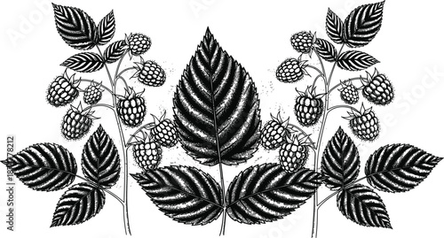 “Detailed hand-drawn botanical raspberry plant illustration with ripe berries and textured leaves, vintage black and white engraved floral artwork for natural design projects, vector art”