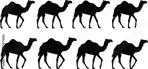 “Silhouette collection of walking camels in various poses, detailed desert animal vector illustration, wildlife travel theme, black camel shapes, minimal design”