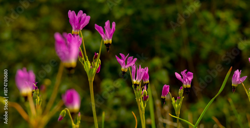 Group Of Shooting Star Blooms Along Trail In Pinnacles