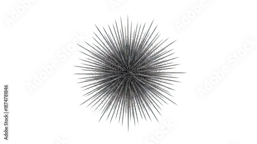 Sea Urchin Spines Close-up