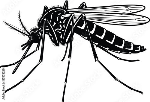 Detailed black and white mosquito illustration, stinging insect vector, pest control icon, malaria and dengue fever virus carrier, isolated background.