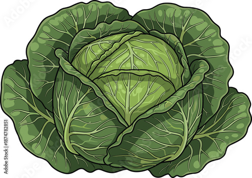 Green cabbage illustration, fresh leafy vegetable whole head, organic healthy food concept, detailed botanical vector isolated on white background