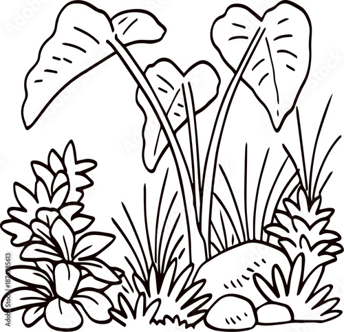 Vector of Caladium Plant. Caladium Plant outline. Potted plant with large, textured leaves depicted in bold black and white design. Caladium