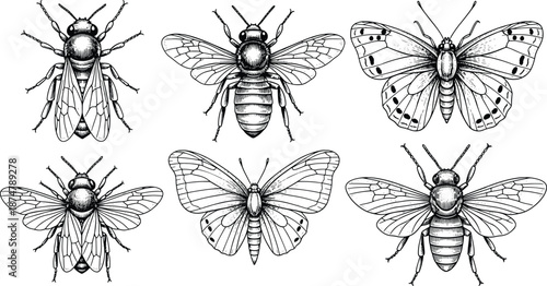 Set of hand drawn sketch of honey bee butterfly and insect engraving illustration