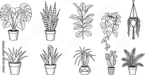 Set of hand drawn sketch of potted house plants cactus monstera and fern illustration