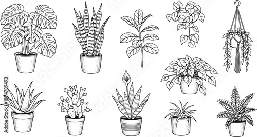 Set of hand drawn sketch of potted house plants monstera cactus and fern illustration