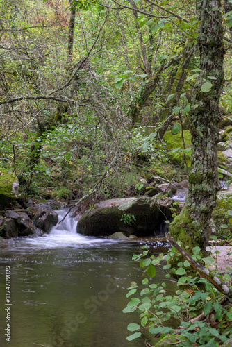 Forest creek with mossy rocks