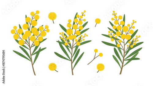 Beautifully illustrated sprigs of mimosa flowers with green leaves, perfect for spring decorations and botanical art