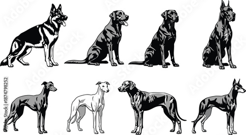 Dog breeds silhouette set detailed canine illustrations sitting standing poses isolated white background vector collection for pet design projects posters