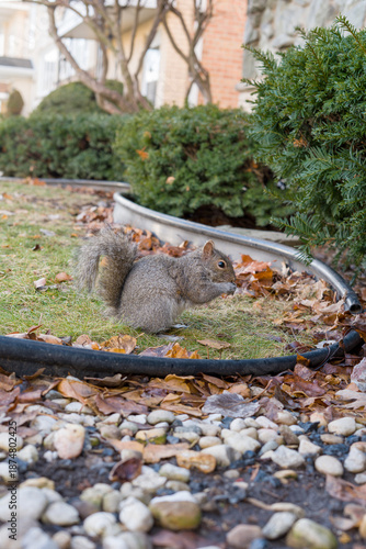 Cute gray squirrel eating food on grass in autumn park