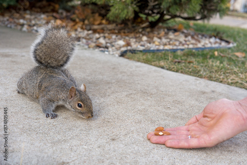 Hand feeding gray squirrel with almonds outdoors