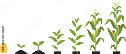 Growth Cycle of Corn Plant from Seed to Mature Maize Stalk with Ears and Tassels Isolated on White Background Vector