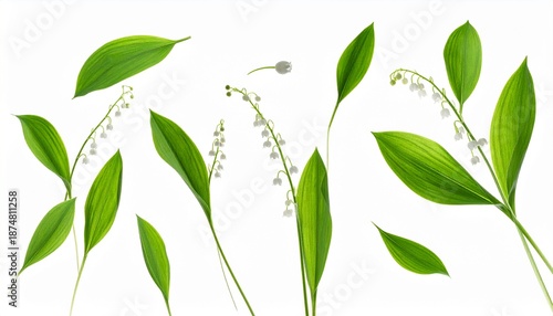 Elegant Lily of the Valley Sprigs with Lush Green Leaves on White Background.