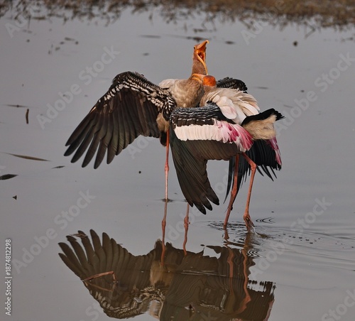 painted stork
