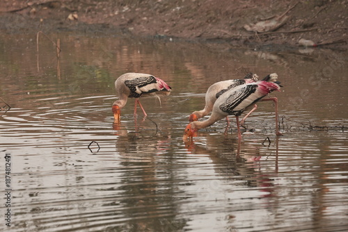 painted stork