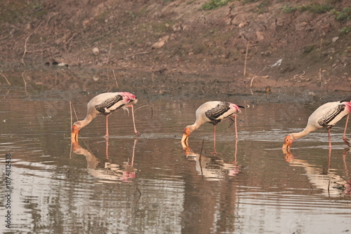 painted stork